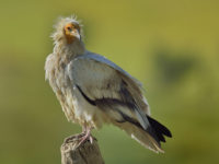 Journée internationale de sensibilisation aux vautours au Parc Animalier des Pyrénées.