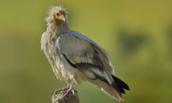 Journée internationale de sensibilisation aux vautours au Parc Animalier des Pyrénées.