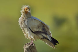 Journée internationale de sensibilisation aux vautours au Parc Animalier des Pyrénées.