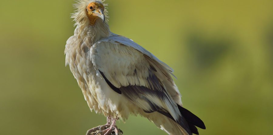 Journée internationale de sensibilisation aux vautours au Parc Animalier des Pyrénées.