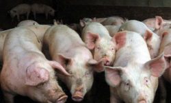 L’association No Porcharan toujours en lutte contre l’installation d’une porcherie à Ossun.