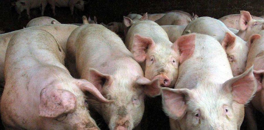 L’association No Porcharan toujours en lutte contre l’installation d’une porcherie à Ossun.