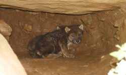 Parc Animalier des Pyrénées : les atouts d’un parc en pleine nature.