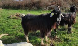 Les Pyrénées ont leurs chèvres.