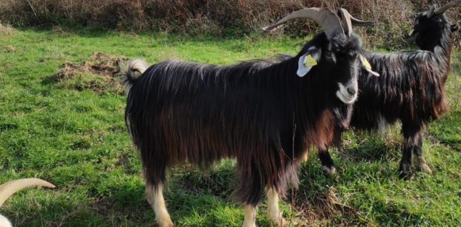Les Pyrénées ont leurs chèvres.