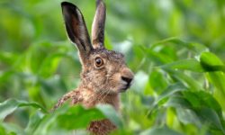 La faune et la flore sauvage sublimées par Cyril Navarro