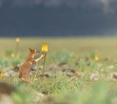 Le Festival Pyrénéen de l’Image Nature fait son grand retour !