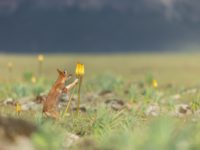 Le Festival Pyrénéen de l’Image Nature fait son grand retour !