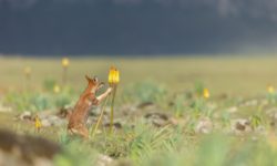 Le Festival Pyrénéen de l’Image Nature fait son grand retour !
