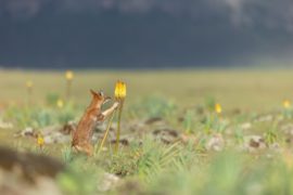 Le Festival Pyrénéen de l’Image Nature fait son grand retour !