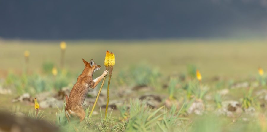 Le Festival Pyrénéen de l’Image Nature fait son grand retour !