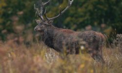 Quand la faune et la flore ont leur festival