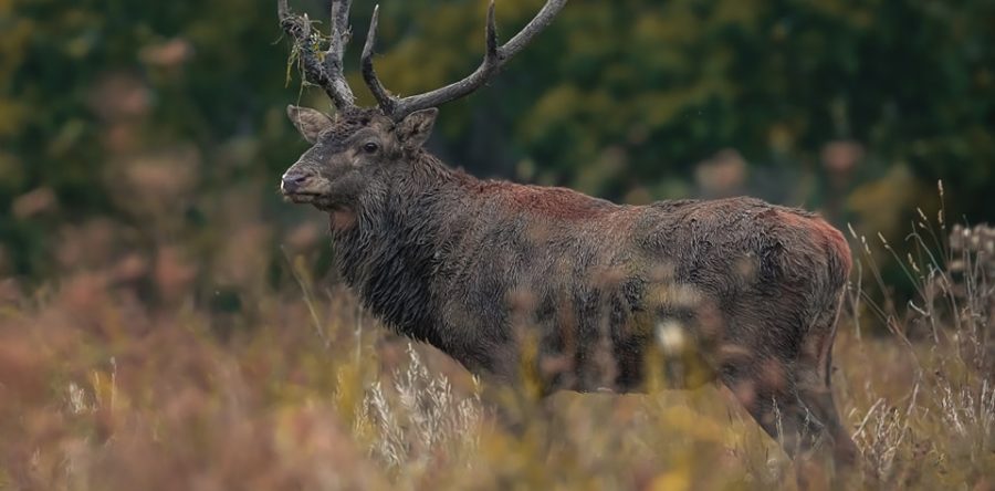Quand la faune et la flore ont leur festival