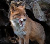 Photogra’Vic : la nature en spectacle