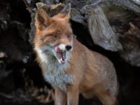 Photogra’Vic : la nature en spectacle