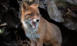 Photogra’Vic : la nature en spectacle