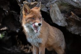 Photogra’Vic : la nature en spectacle