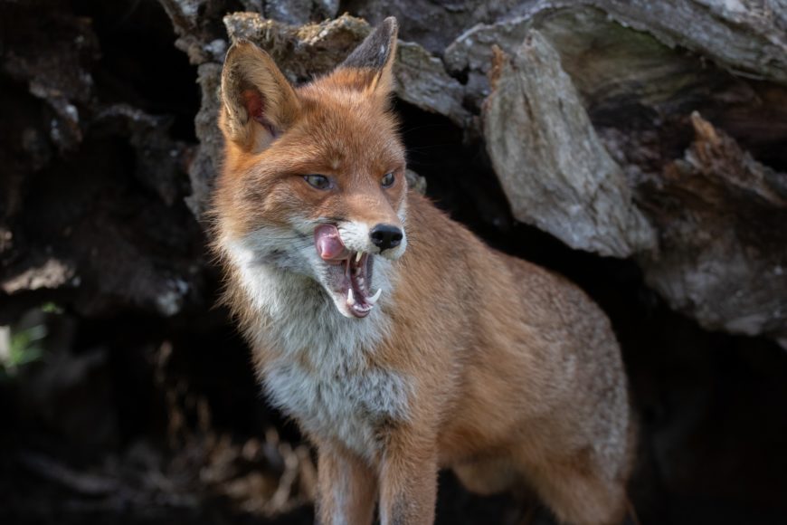 Photogra’Vic : la nature en spectacle