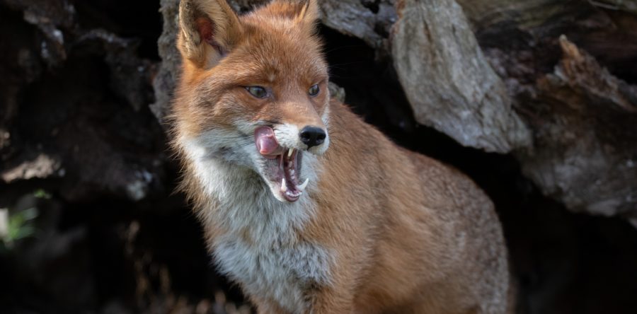 Photogra’Vic : la nature en spectacle